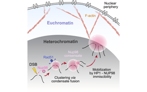 Molecular Cell：DNA修復(fù)系統(tǒng)中的“隱藏玩家”——Nup98