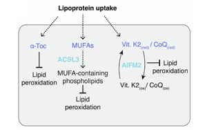 硫酸化糖胺聚糖介導(dǎo)的脂蛋白攝?。耗[瘤抵抗鐵死亡的關(guān)鍵機制