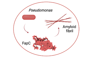 減緩阿爾茨海默病進展，幽門桿菌有妙招