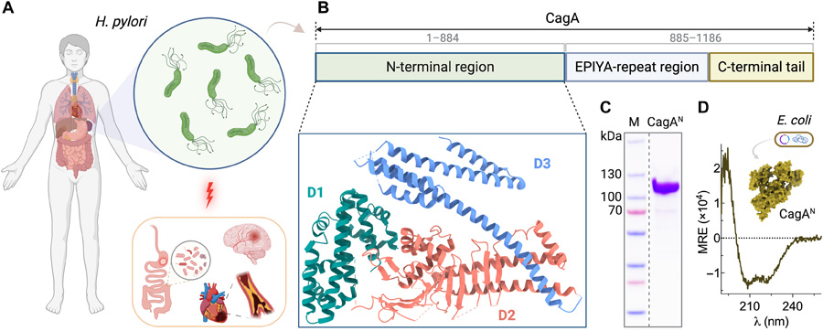 幽門螺桿菌CagA蛋白的生理學(xué)特性、結(jié)構(gòu)組織特征及其重組制備方法