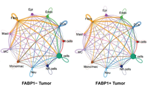 單細胞多組學揭示FABP1+ 腎細胞癌通過脂肪酸重編程激活PLG-PLAT軸驅(qū)動腫瘤血管生成
