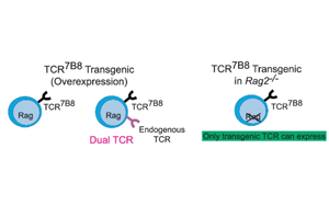 腸道炎癥通過菌群特異性CD4+ T細胞介導(dǎo)神經(jīng)炎癥的機制研究