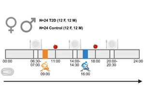 晨練與午練對2型糖尿病患者血糖和炎癥標(biāo)志物的差異化影響：一項隨機交叉試驗研究