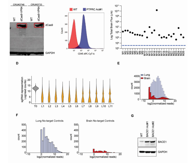體內CRISPR激活篩選發(fā)現(xiàn)BACE1驅動肺腺癌腦轉移 體內CRISPR激活篩選發(fā)現(xiàn)BACE1驅動肺腺癌腦轉移