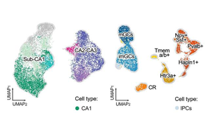 新生兒缺血性海馬早期轉(zhuǎn)錄響應(yīng)揭示細(xì)胞特異性脆弱機制與神經(jīng)保護新靶點