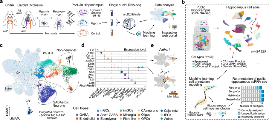 通過(guò)機(jī)器學(xué)習(xí)生成用于精確細(xì)胞類型注釋的綜合海馬圖譜 通過(guò)機(jī)器學(xué)習(xí)生成用于精確細(xì)胞類型注釋的綜合海馬圖譜