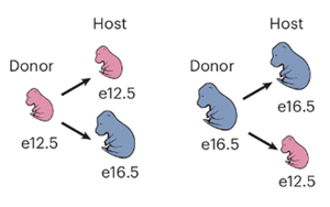 小鼠GABA能神經(jīng)元發(fā)育中前體細(xì)胞成熟能力的時序調(diào)控機制解析
