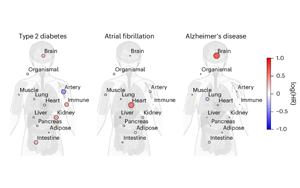 血漿蛋白質(zhì)組學(xué)揭示腦與免疫系統(tǒng)衰老與健康壽命及長壽的關(guān)聯(lián)機制