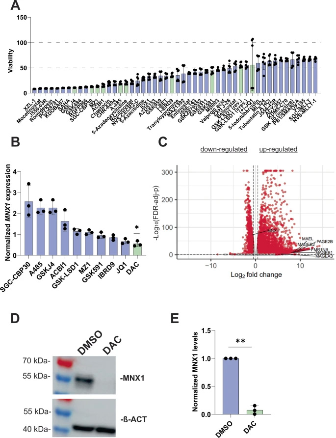 5-氮雜-2'-脫氧胞苷(DAC)介導(dǎo)的MNX1表達(dá)抑制 5-氮雜-2'-脫氧胞苷(DAC)介導(dǎo)的MNX1表達(dá)抑制