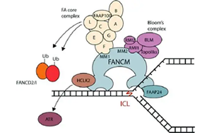 隱性FANCM癌癥綜合征：揭示高癌癥風(fēng)險(xiǎn)、化療毒性、染色體脆性和性腺功能衰竭的新型遺傳綜合征