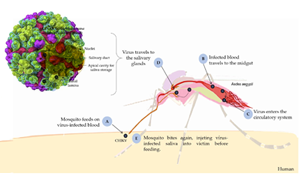 西寶高品質(zhì)抗原抗體，精準(zhǔn)助力基孔肯雅熱檢測