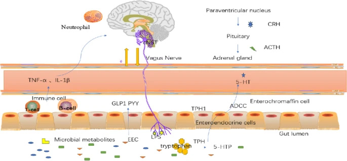 研究構(gòu)想:腸腦軸中雙向通訊的作用機(jī)制 研究構(gòu)想:腸腦軸中雙向通訊的作用機(jī)制