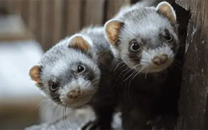 2009年甲型H1N1流感病毒預(yù)存免疫對(duì)H5N1感染的保護(hù)作用機(jī)制研究