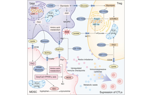 免疫細(xì)胞重編程中的代謝檢查點(diǎn)：通過(guò)免疫代謝重定向?qū)崿F(xiàn)癌癥治療