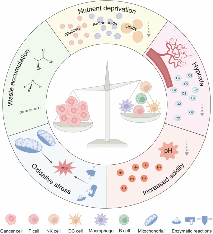 腫瘤微環(huán)境中的代謝壓力 腫瘤微環(huán)境中的代謝壓力