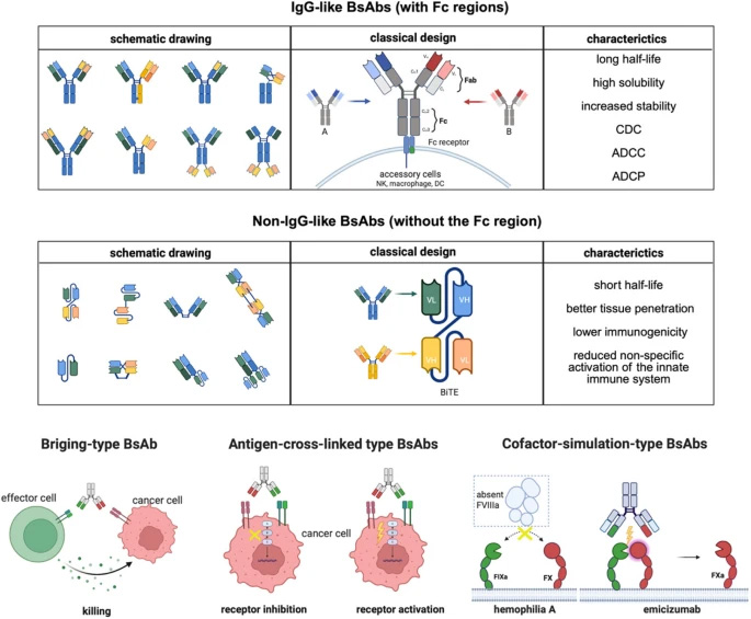 雙特異性抗體的分類與作用機制 雙特異性抗體的分類與作用機制