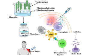 疫苗里的 “隱形助手”：佐劑到底是何方神圣？