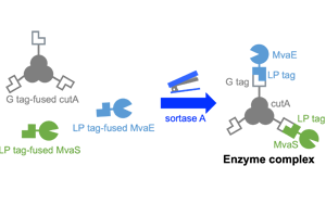 高品質(zhì)分選酶，Seebio? Sortase A，助力ADC研發(fā)，推動(dòng)前沿生物醫(yī)藥創(chuàng)新