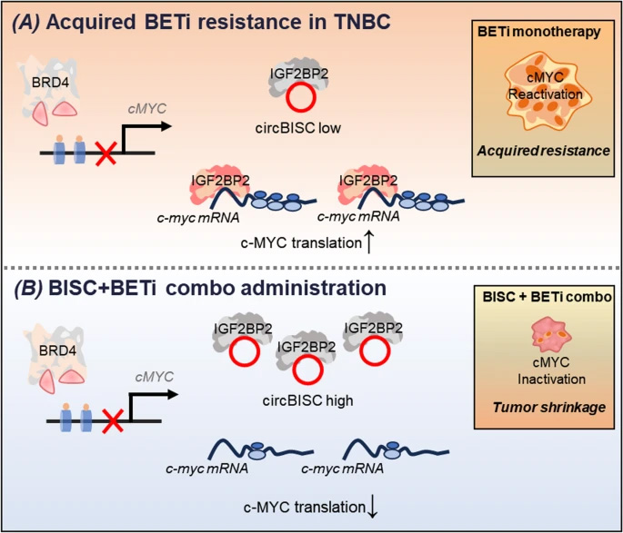 三陰性乳腺癌中獲得性BETi耐藥性的分子機(jī)制 三陰性乳腺癌中獲得性BETi耐藥性的分子機(jī)制