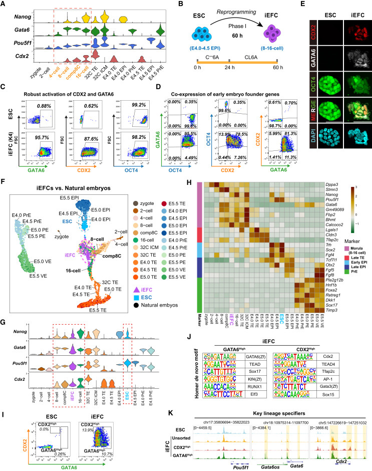 候選分子篩選鑒定出可將胚胎干細胞重編程為類胚胎祖細胞的小分子化合物 候選分子篩選鑒定出可將胚胎干細胞重編程為類胚胎祖細胞的小分子化合物