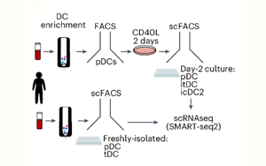 TNF與I型干擾素調(diào)控漿細(xì)胞樣樹(shù)突狀細(xì)胞命運(yùn)轉(zhuǎn)換的分子機(jī)制及其在炎癥與衰老中的作用