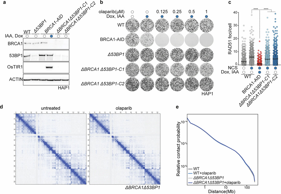 HAP1 delta-BRCA1delta-53BP1細胞具有PARP抑制劑耐藥性，且PARPi處理不改變整體染色質(zhì)構(gòu)象
