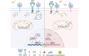 靶向轉(zhuǎn)鐵蛋白受體（TFRC）的巴伐查爾酮通過(guò)鐵代謝調(diào)控逆轉(zhuǎn)膀胱癌吉西他濱耐藥