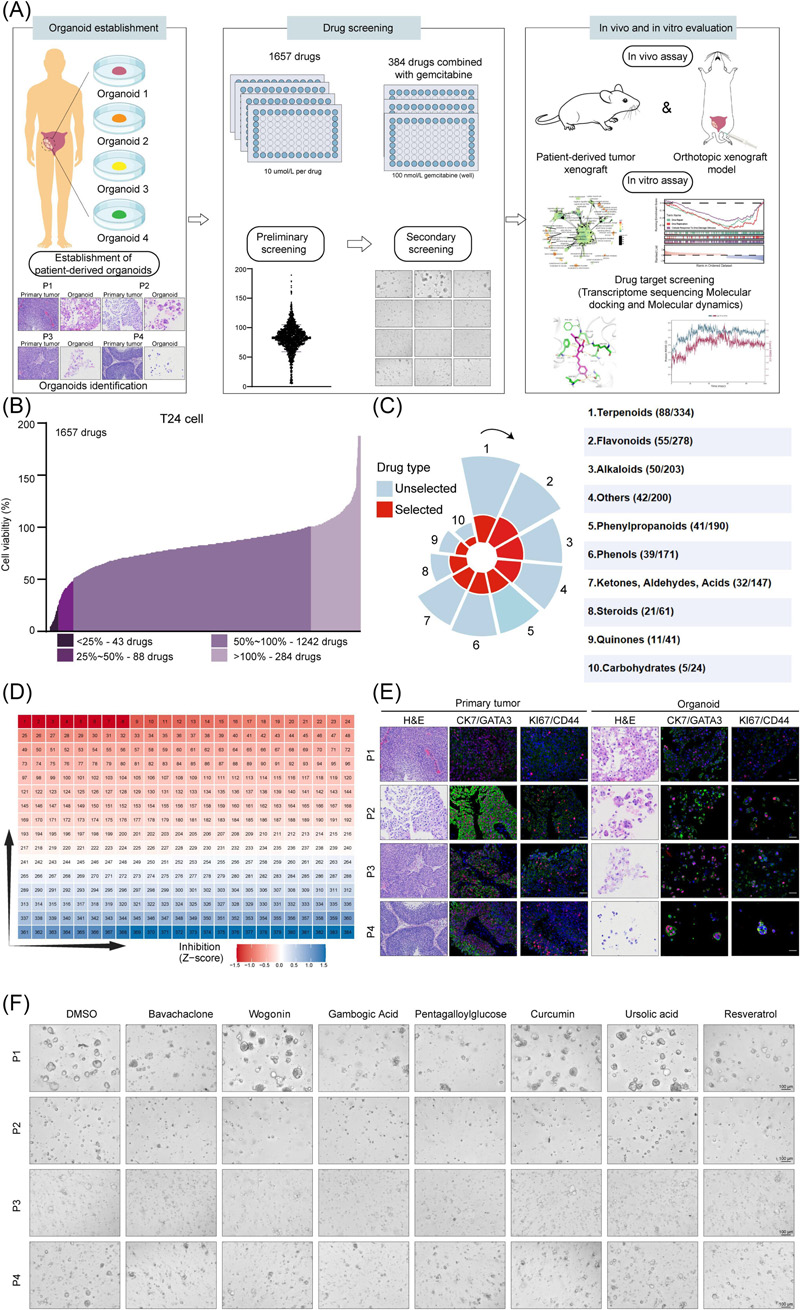 基于膀胱癌細胞和類器官的藥物篩選
基于膀胱癌細胞和類器官的藥物篩選