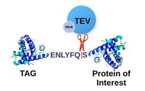 TEV蛋白酶，蛋白標(biāo)簽切除一步到位，生物醫(yī)藥的“黃金剪刀”