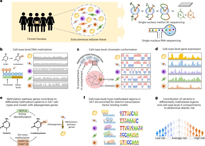 本研究采用 snm3C-seq 和 snRNA-seq 技術(shù)，在人類皮下脂肪組織（SAT）中對(duì)細(xì)胞類型水平的 DNA 甲基化、染色質(zhì)構(gòu)象及基因表達(dá)進(jìn)行表征，并解析腹部肥胖的遺傳風(fēng)險(xiǎn)