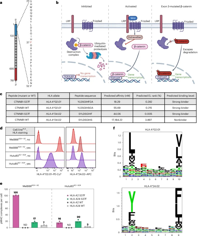 HLA-A2和HLA-A24分子呈遞的CTNNB1-S37F突變肽段的鑒定與定量分析 HLA-A2和HLA-A24分子呈遞的CTNNB1-S37F突變肽段的鑒定與定量分析