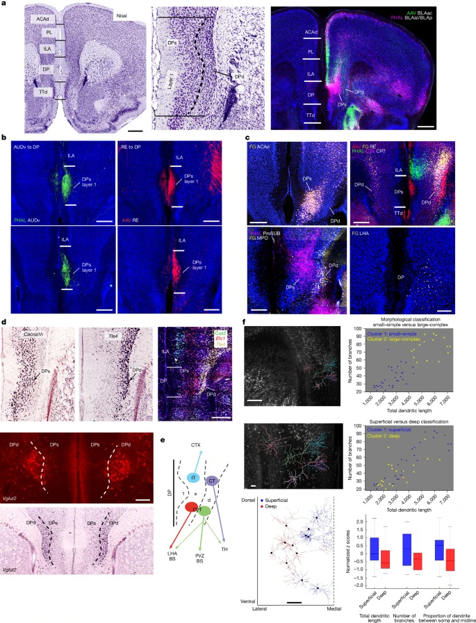 背側(cè)腳區(qū)的解剖學(xué)界定與細(xì)胞類(lèi)型組織結(jié)構(gòu) 背側(cè)腳區(qū)的解剖學(xué)界定與細(xì)胞類(lèi)型組織結(jié)構(gòu)