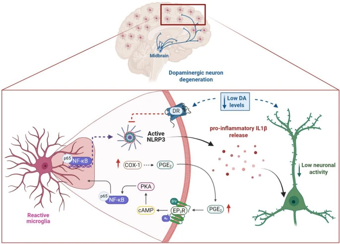 AD大腦中神經(jīng)炎癥信號傳導的示意圖 AD大腦中神經(jīng)炎癥信號傳導的示意圖