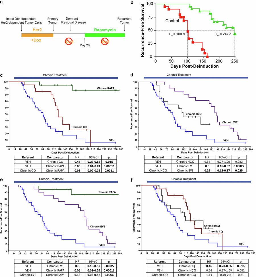 在小鼠CLEVER臨床前研究中，經(jīng)試驗藥物長期給藥后的無復(fù)發(fā)生存結(jié)局