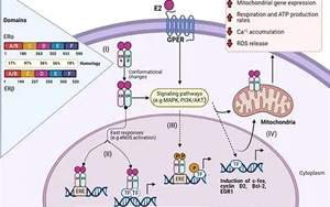 雌激素通過抑制ERα-Tau結(jié)合緩解七氟烷誘導(dǎo)的神經(jīng)毒性：年齡與性別差異的機制研究