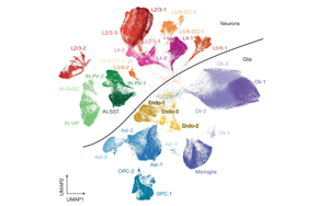 Nature：大腦衰老伴隨著持家基因的表達下調(diào)