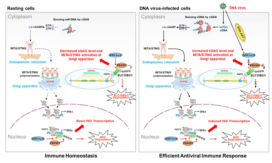 GSK3α/β-FBXW7分子軸調(diào)控MITA/STING蛋白活性及下游I型干擾素應答通路的作用機制模型 GSK3α/β-FBXW7分子軸調(diào)控MITA/STING蛋白活性及下游I型干擾素應答通路的作用機制模型