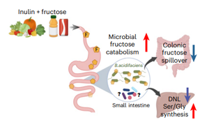 膳食纖維菊粉通過調(diào)控腸道菌群代謝果糖改善肝臟脂肪變性和胰島素抵抗的機制研究