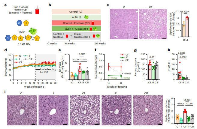 菊粉補(bǔ)充逆轉(zhuǎn)高果糖玉米糖漿誘導(dǎo)的代謝功能障礙 菊粉補(bǔ)充逆轉(zhuǎn)高果糖玉米糖漿誘導(dǎo)的代謝功能障礙