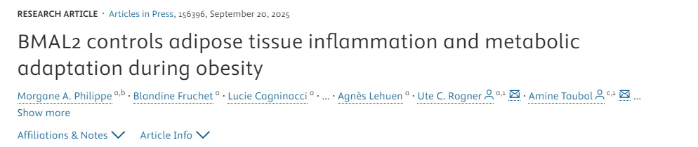 BMAL2調(diào)控肥胖期間脂肪組織炎癥與代謝適應(yīng)