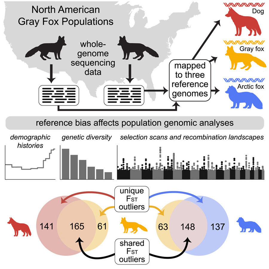 通過將灰狐的全基因組測序數(shù)據(jù)分別比對(duì)到同物種參考基因組 通過將灰狐的全基因組測序數(shù)據(jù)分別比對(duì)到同物種參考基因組