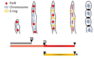SMC通過調(diào)控ParB-CTP酶活性與染色質(zhì)擴(kuò)散增強(qiáng)細(xì)菌染色體分離復(fù)合體穩(wěn)定性