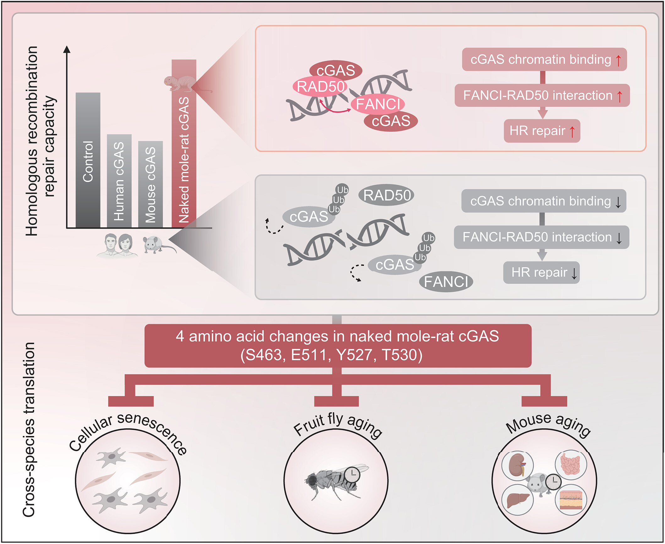 裸鼴鼠體內(nèi)獨(dú)特的cGAS功能 裸鼴鼠體內(nèi)獨(dú)特的cGAS功能