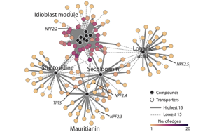 PNAS：首次整合兩種單細(xì)胞方法來解析藥用植物