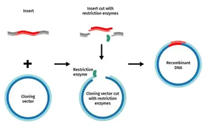 重組工具酶：驅動生物分析與制藥研發(fā)的關鍵力量