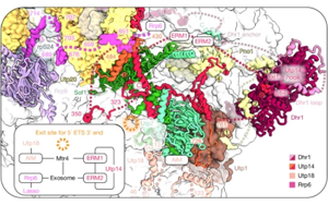 Nature：AI助力！首次捕捉到核糖體形成的全過程