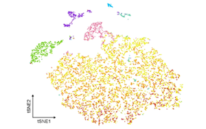 炎癥相關(guān)小膠質(zhì)細(xì)胞通過TNF信號(hào)軸破壞海馬膠質(zhì)網(wǎng)絡(luò)通訊驅(qū)動(dòng)術(shù)后神經(jīng)認(rèn)知障礙