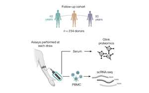 Nature：隨著年齡增長，免疫細胞如何發(fā)生變化？