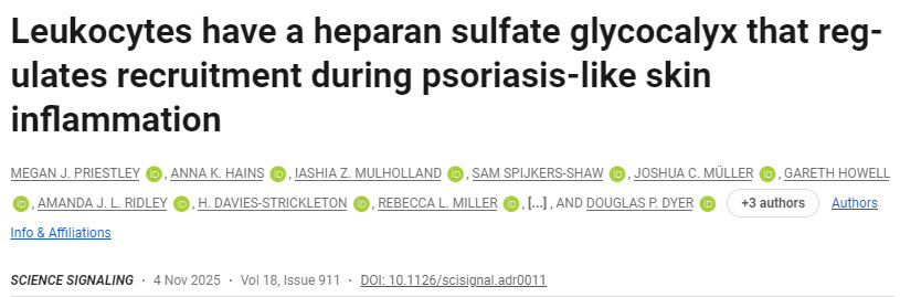 白細胞表面存在一種硫酸乙酰肝素糖萼，可在銀屑病樣皮膚炎癥中調控其募集過程