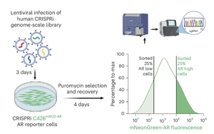 Nature Genetics：CRISPR篩選鑒定出前列腺癌中雄激素受體的新調(diào)節(jié)因子